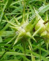Carex grayi Carey