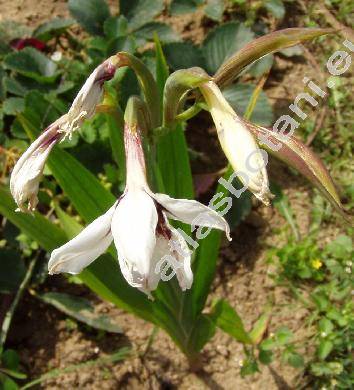 Gladiolus callianthus (Gladiolus callianthus Mar., Acidanthera murielae Hoog ex Perry, Acidanthera bicolor 'Murielae', Gladiolus murielae)