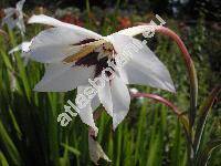 Gladiolus callianthus (Gladiolus callianthus Mar., Acidanthera murielae Hoog ex Perry, Acidanthera bicolor 'Murielae', Gladiolus murielae)