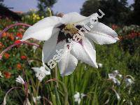 Gladiolus callianthus (Gladiolus callianthus Mar., Acidanthera murielae Hoog ex Perry, Acidanthera bicolor 'Murielae', Gladiolus murielae)