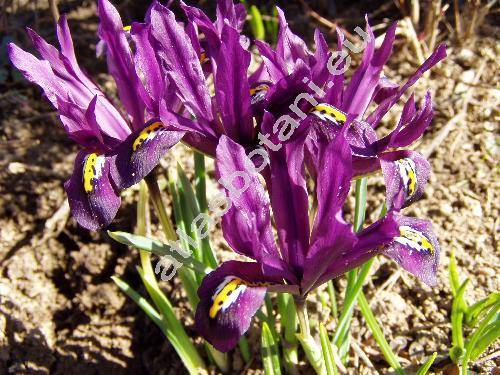 Iris reticulata (Iris reticulata Bieb., Iridodictyum reticulatum (Bieb.) Rod.)