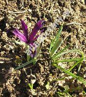 Iris reticulata (Iris reticulata Bieb., Iridodictyum reticulatum (Bieb.) Rod.)