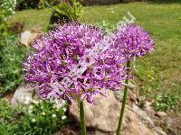 Allium aflatunense 'Purple Sensation' (Allium holandicum Fritsch)