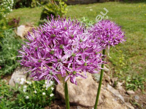 Allium aflatunense 'Purple Sensation' (Allium holandicum Fritsch)