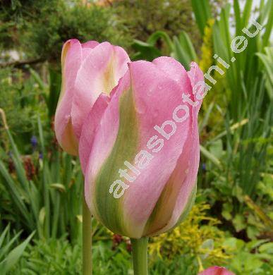 Tulipa vidiflora 'Groenland'