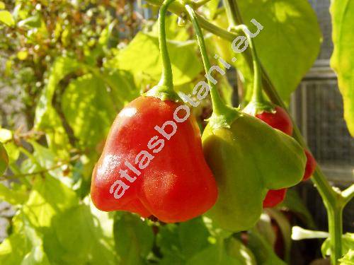 Capsicum baccatum
