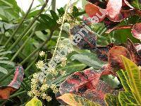 Codiaeum variegatum (Codiaeum pictum Hook., Croton variegatus L.)