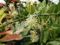 Codiaeum variegatum (Codiaeum pictum Hook., Croton variegatus L.)