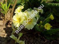 Primula vulgaris (Primula vulgaris Huds., Primula acaulis (L.) Hill)