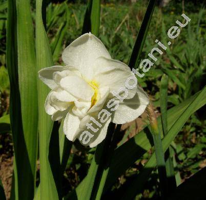Narcissus 'Cheerfulness' (Narcissus tazetta L.)
