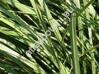 Cortaderia selloana (J. A. Schultes et J. H. Schultes) A. et Gr. (Gynerium argenteum Nees)