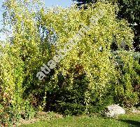 Salix matsudana Koidzumi 'Tortuosa' (Salix babylonica cv. Tortuosa)