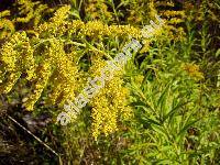 Solidago canadensis L.