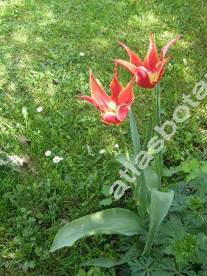 Tulipa 'Aladdin'
