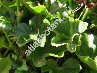 Pelargonium peltatum (Pelargonium peltatum (L.) Ait.)