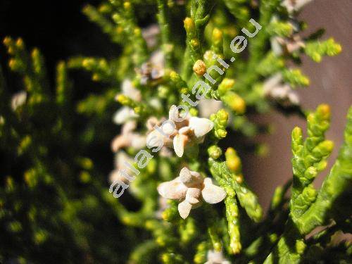 Thuja orientalis L. (Platycladus orientalis (L.) Franco, Biota orientalis (L.) Endl.)