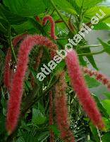 Acalypha hispida Burm. (Acalypha sanderi Br.)