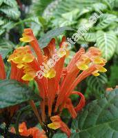 Scutellaria costaricana (Scutellaria mociniana)
