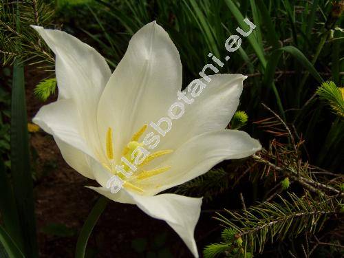 Tulipa 'White Triumphator'