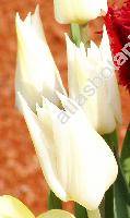 Tulipa 'White Triumphator'