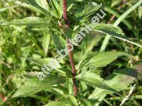 Eupatorium cannabinum L. (Eupatorium cannabifolium Salisb., Eupatorium cannabis-folium Gilib., Eupatorium caucasicum Stev., Eupatorium hyrcanicum Stev.)