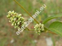 Persicaria lapathifolia (L.) Delarbre (Polygonum lapathifolium L.)