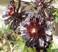Aeonium arboreum 'Black' (Aeonium arboreum 'Atropurpureum')