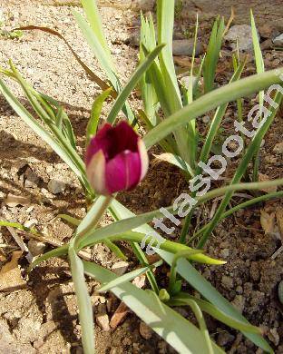 Tulipa  'Persian Pearl'