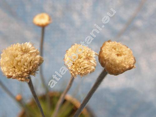Syngonanthus chrysanhus 'Mikado' (Dupatya chrysantha Kuntze, Eriocaulon chrysanthus Bong., Paepalanthus chrysanthus)