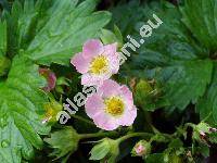 Fragaria 'Red Ruby'