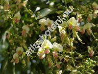Sophora japonica L. (Styphnolobium japonicum Schott)