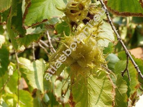 Corylus colurna L.