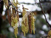 Corylus colurna L.