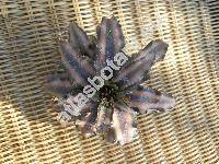 Cryptanthus roseus (Cryptanthus bivittatus Rgl.)