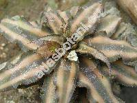 Cryptanthus roseus (Cryptanthus bivittatus Rgl.)