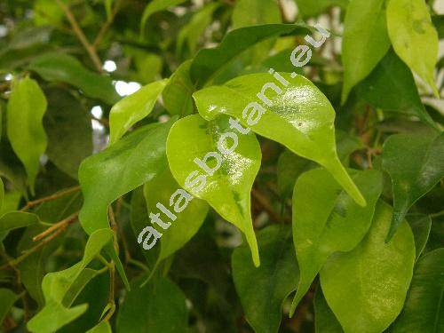 Ficus benjamina L. (Ficus benjamin, Ficus lucida Ait., Ficus parvifolia, Ficus pendula Link, Ficus comosa Roxb., Ficus umbrina Elm.)
