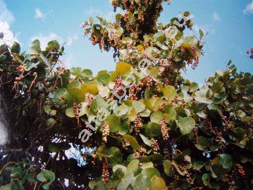 Coccoloba uvifera (L.) Jacq.