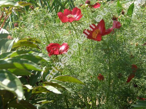 Paeonia tenuifolia L.