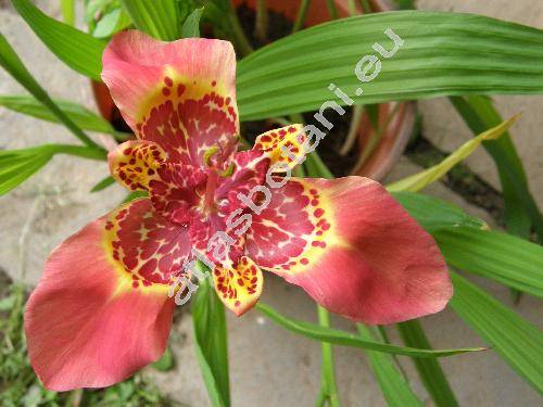 Tigridia speciosa (Ferraria pavonia Ait.)