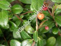 Vaccinium vitis-idaea L. (Rhodococcum vitis-idaea (L.) Avrorin)