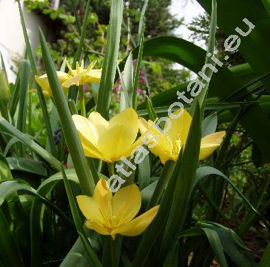 Tulipa batalinii (Tulipa linifolia)