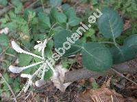 Lonicera caprifolium L.