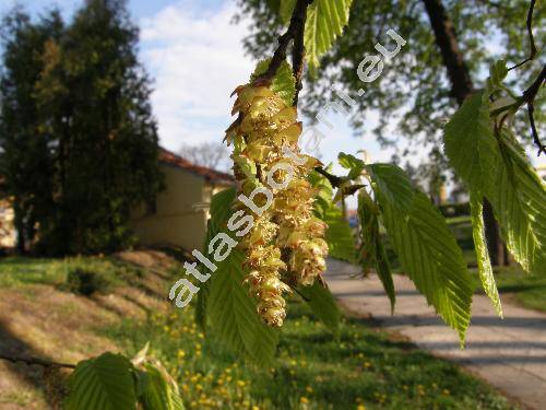 Carpinus betulus L.