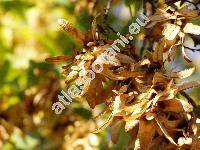 Carpinus betulus L.