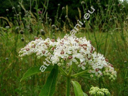 Sambucus ebulus L. (Sambucus humilis Mill., Ebulum humile (Mill.) Garcke)