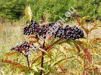 Sambucus ebulus L. (Sambucus humilis Mill., Ebulum humile (Mill.) Garcke)