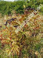 Sambucus ebulus L. (Sambucus humilis Mill., Ebulum humile (Mill.) Garcke)