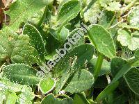 Hieracium pilosella L. (Pilosella officinarum F. W. Schultz et Schultz-Bip.)