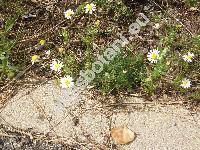 Tripleurospermum inodorum (L.) Schultz-Bip (Matricaria maritima subsp. inodora (L.) So, Matricaria perforata Mrat, Tripleurospermum maritimum (L.) Koch, Chrysanthemum inodorum (L.) L., Chamomilla inodora (L.))