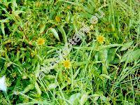 Bidens cernua L. (Coreopsis bidens L., Coreopsis quadricornis Krock., Bidens minima Huds.)